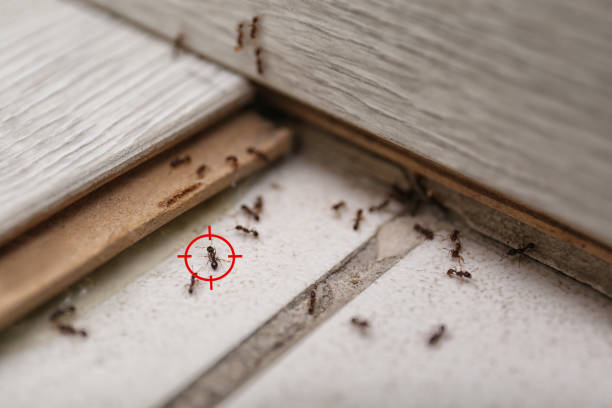 Spider Control Near Me in Berlin, MD