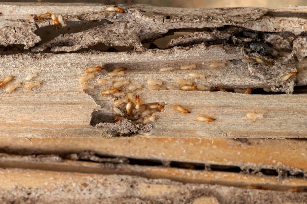 Best Residential Pest Control  in Berlin, MD
